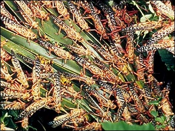 locusts2.jpg